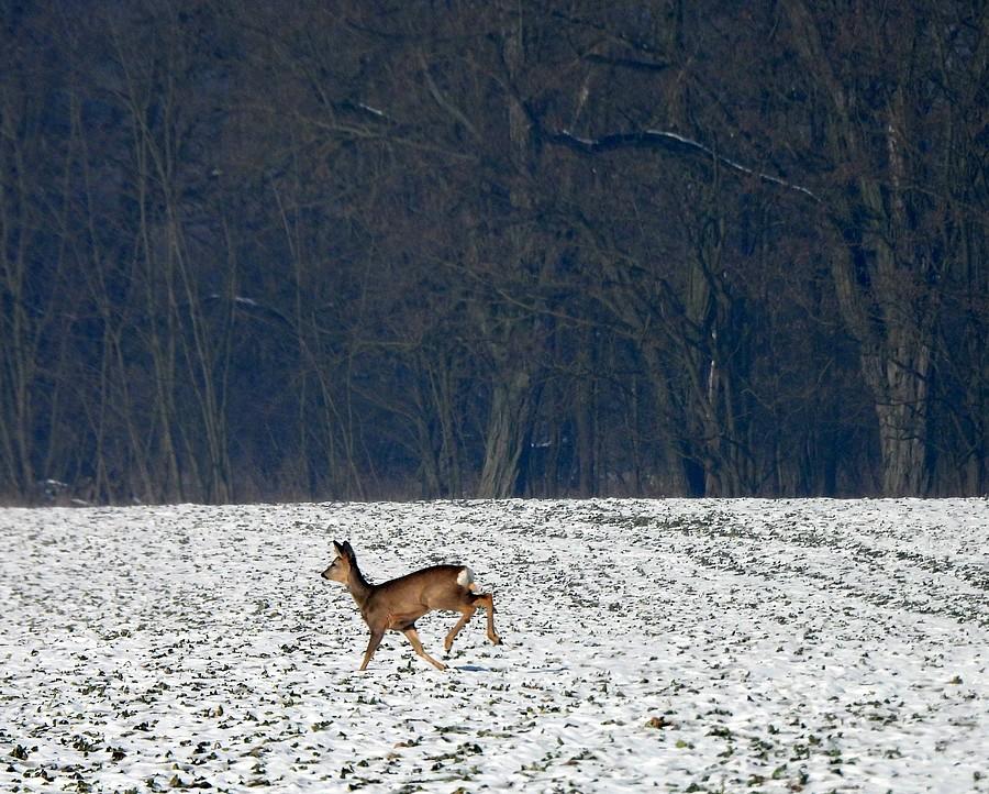 Przelatująca sarenka