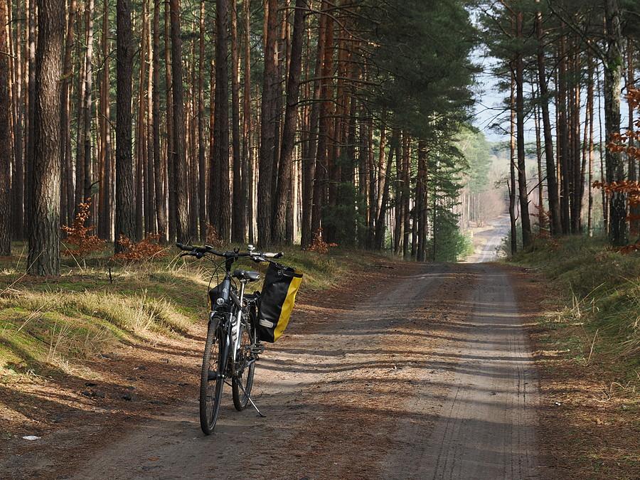 Lasy Torzymskie, odcinek Torzym - Garbicz