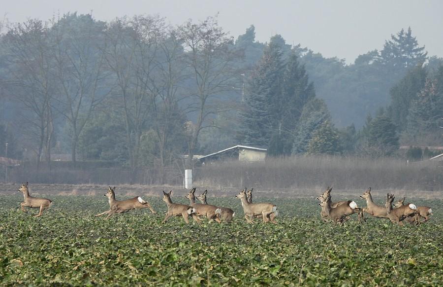 Przebiegające sarny
