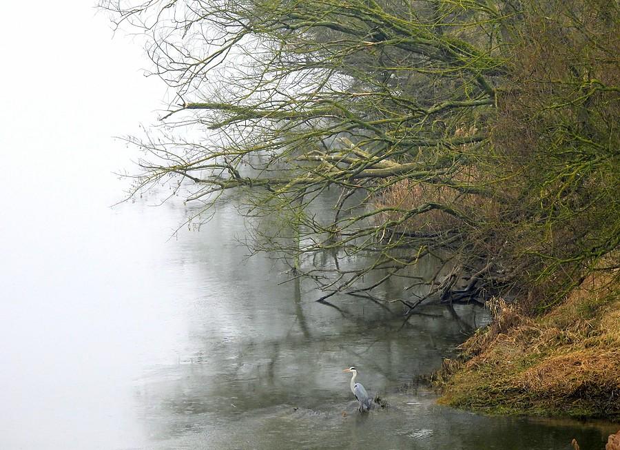Brzeg Warty z ukrytą czaplą