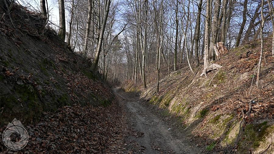 lessowy wąwóz gdzieś pod granicą z UA