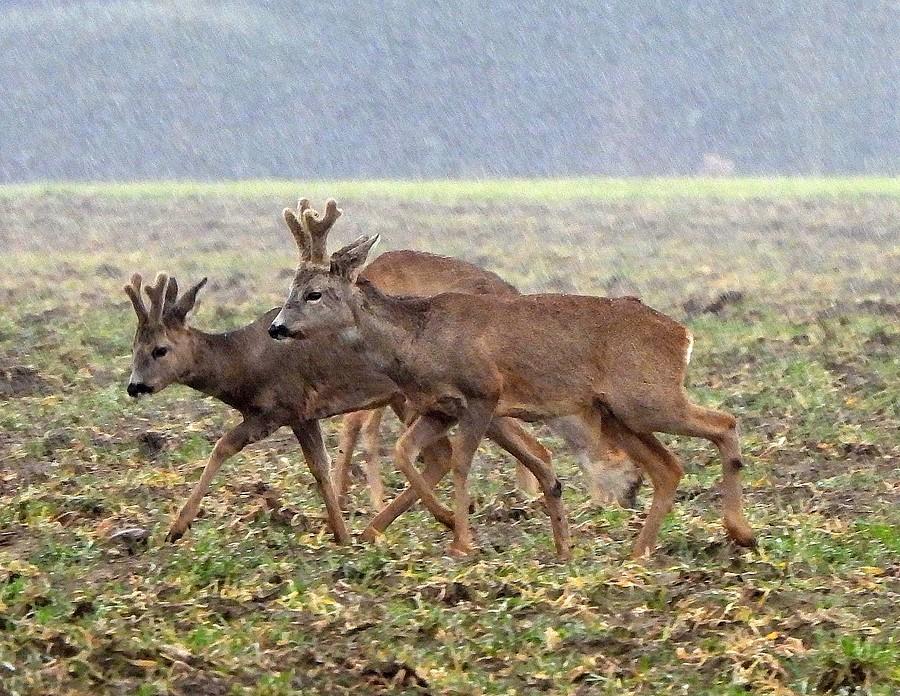 Koziołki pędzą przez deszcz ze śniegiem