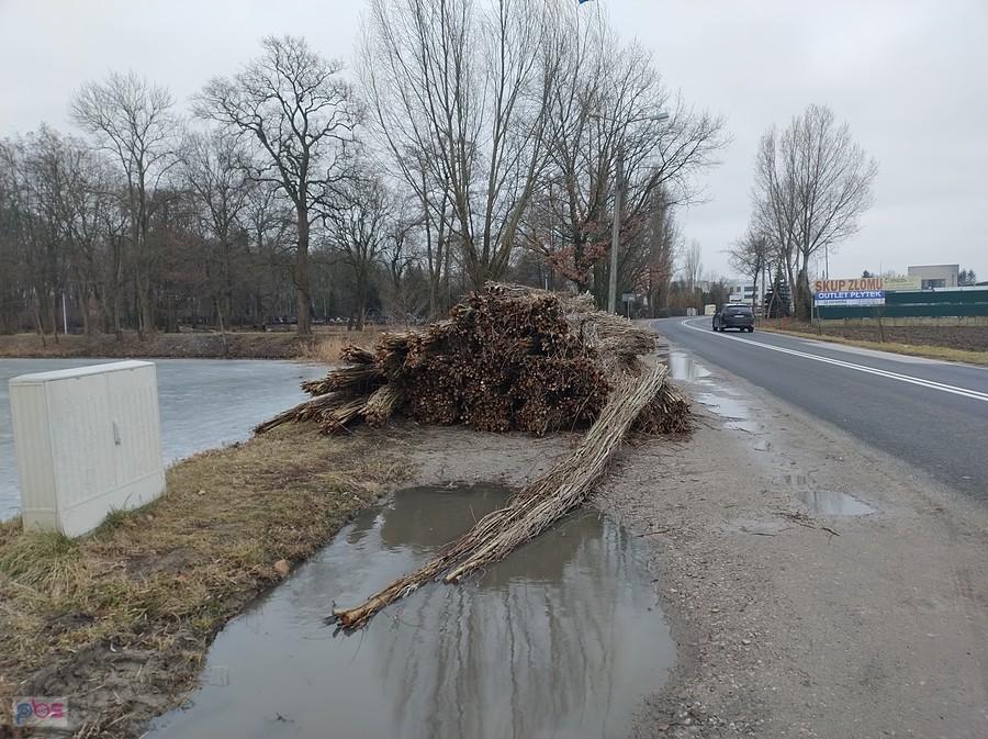 Wycięte z obrzeży stawu trzciny i inne gałęzie