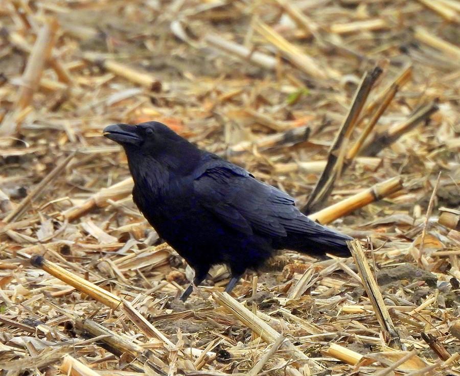 Kruk na polu