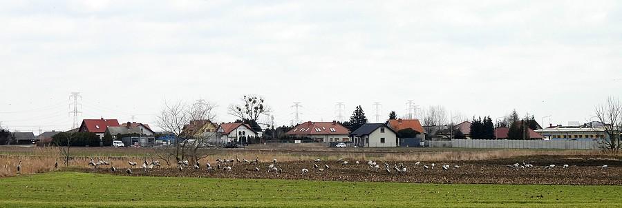 Baaaaardzo dużo żurawi