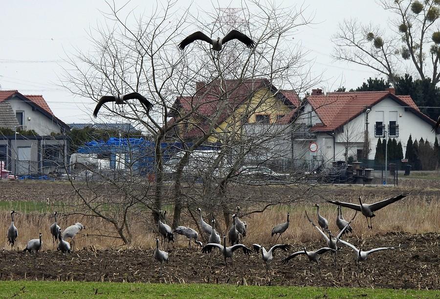 Nagły odlot żurawi
