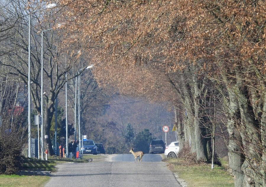 Sarenka przebiegająca przez szosę