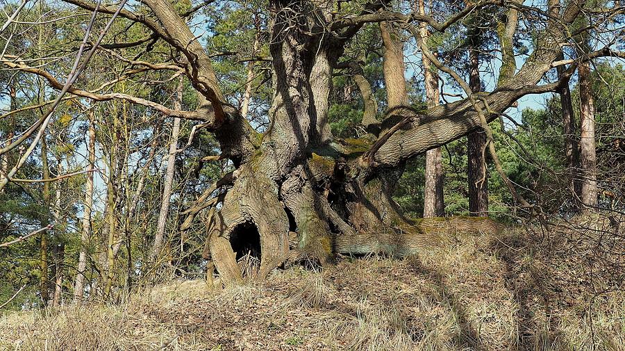 Pokręcone jak Grupa Laokoona