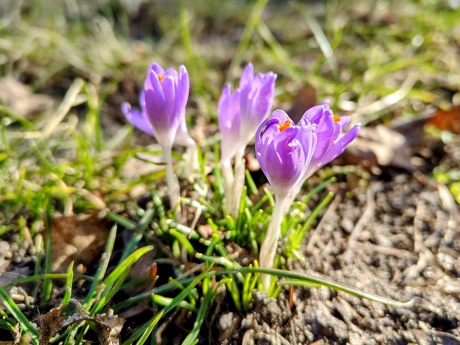 Krokus fioletowy.