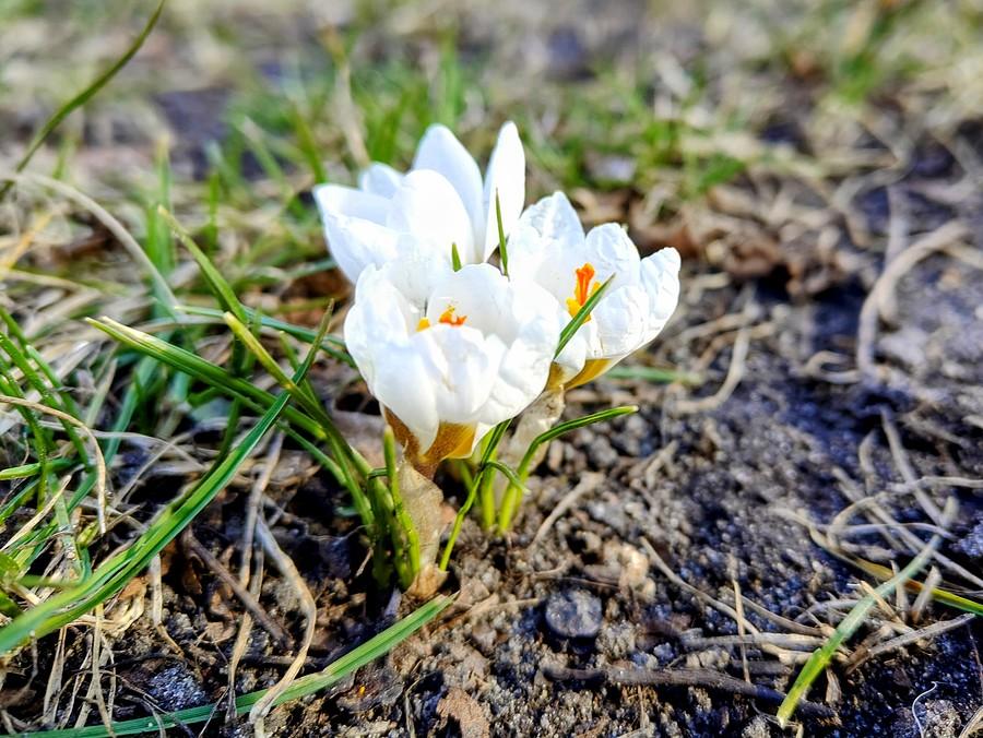 Krokus biały.