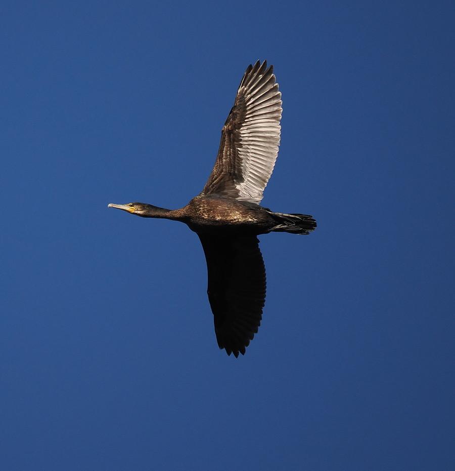 Kormoran nad Stawami Ośniańskimi