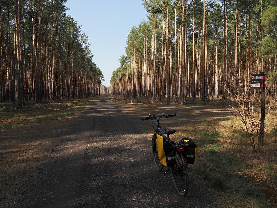 Drogą pożarową nr.9 w kierunku Nowych Biskupic