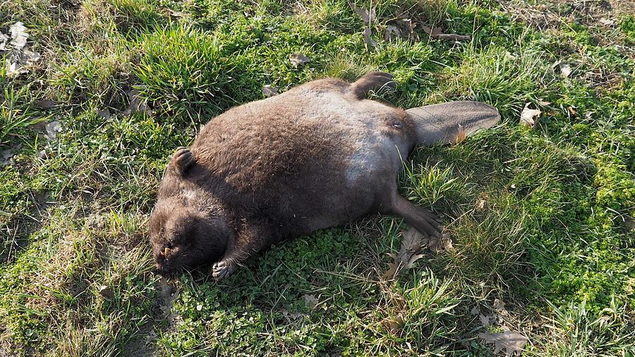 Drastyczne. Zapuścił się za daleko od wody tylko po to aby trafić pod koła samochodu..