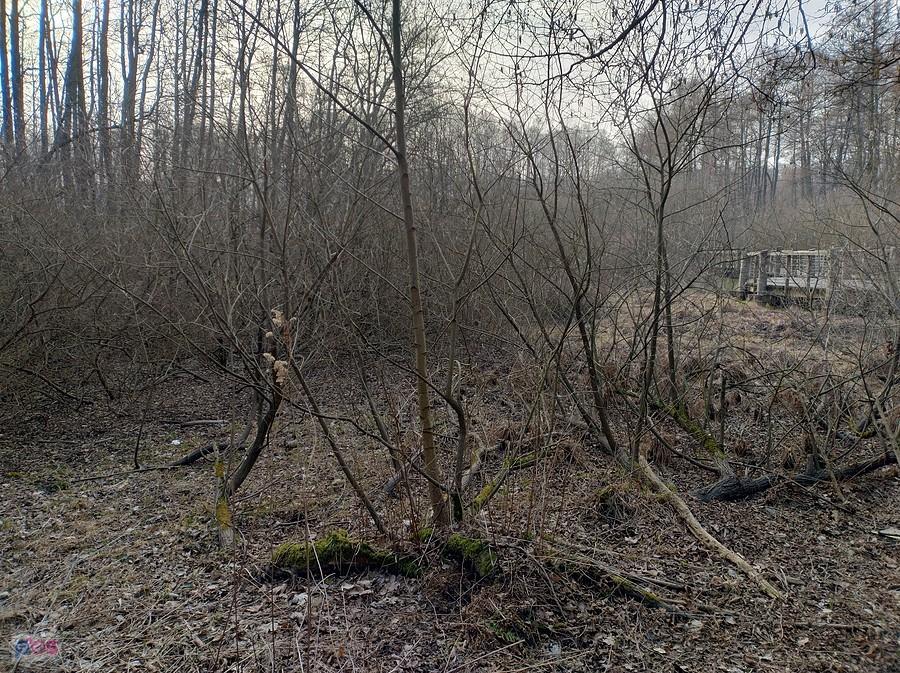 W lesie susza, nawet bagno wyschło