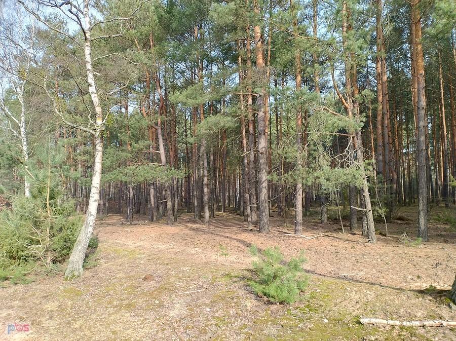 Puszcza Kampinoska