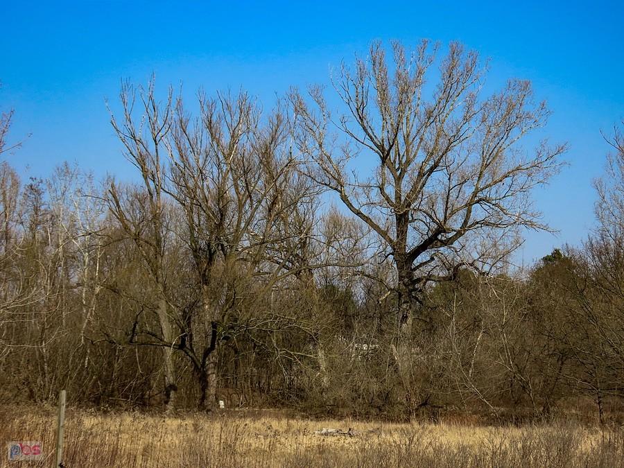 Chaszcze nad Wisłą z dominującą topolą