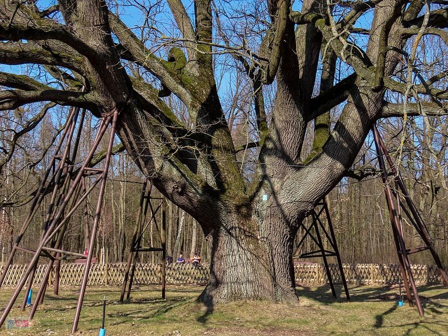 Hetman to przysadzisty grubasek o obwodzie 5,7 m