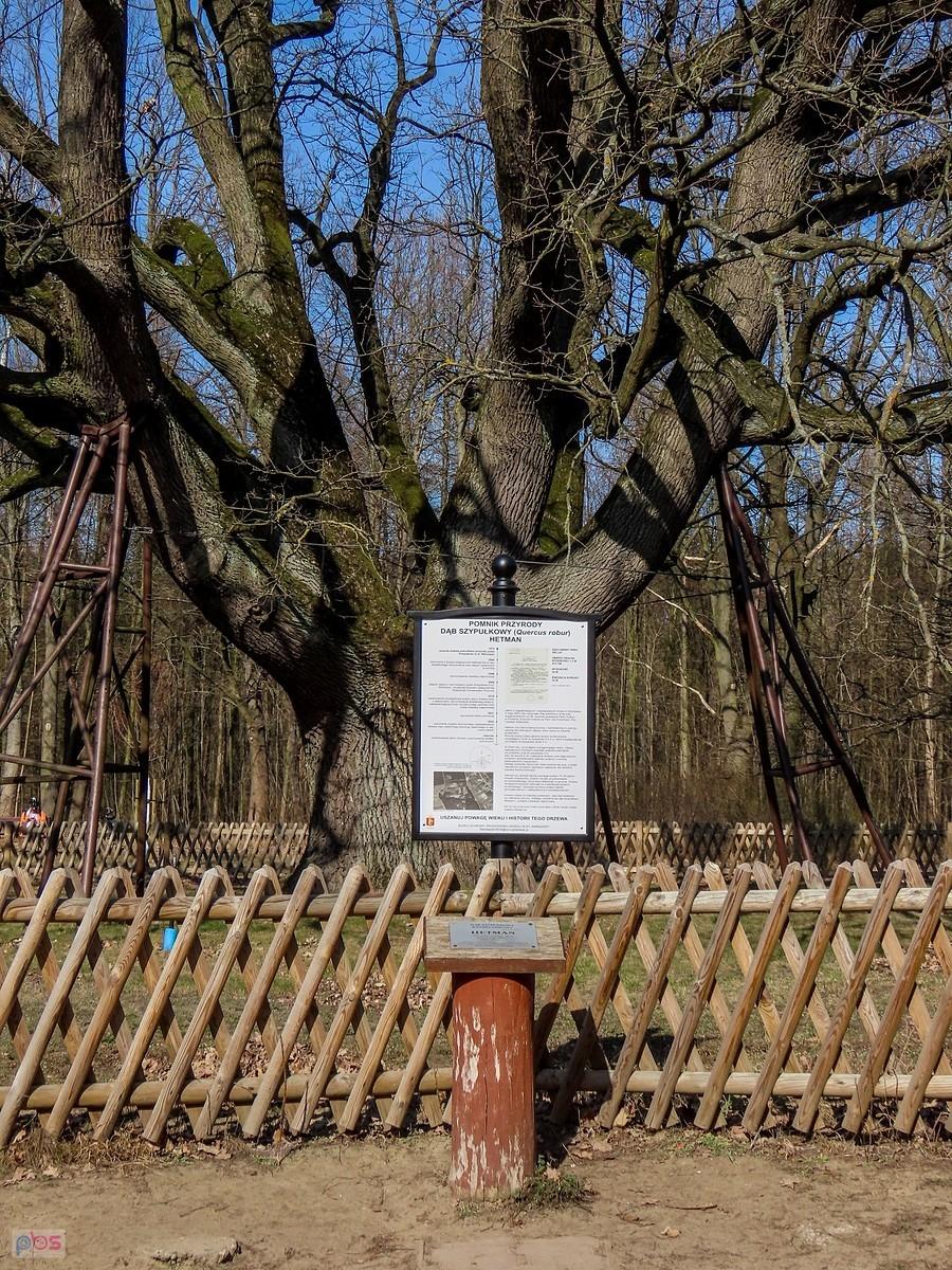 Dąb Hetman otrzymał certyfikat z którego wynika że ma circa 280 lat