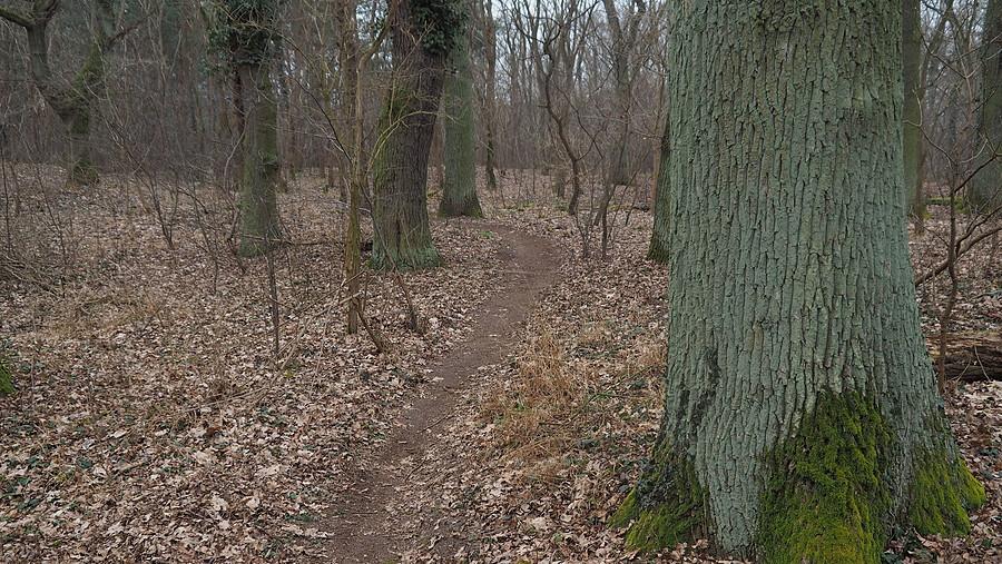 Ścieżka dla zawodników MTB
