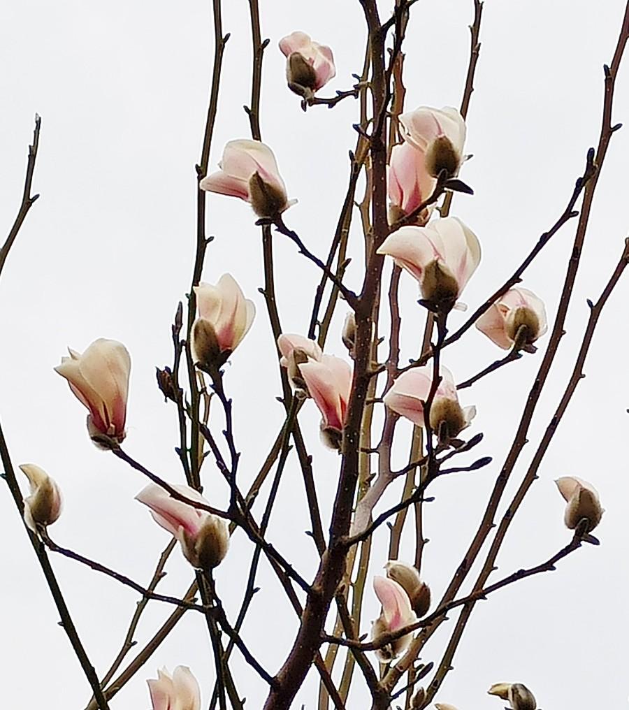Magnolia na tle szarego nieba