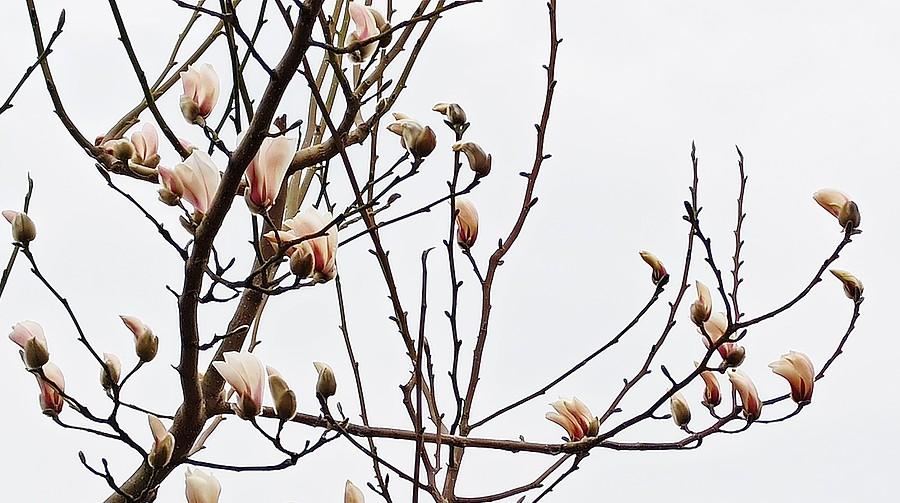 Magnolia już kwitnie