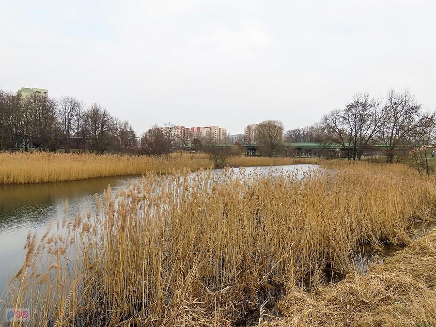 Staw Kaczeńcowy Dolny