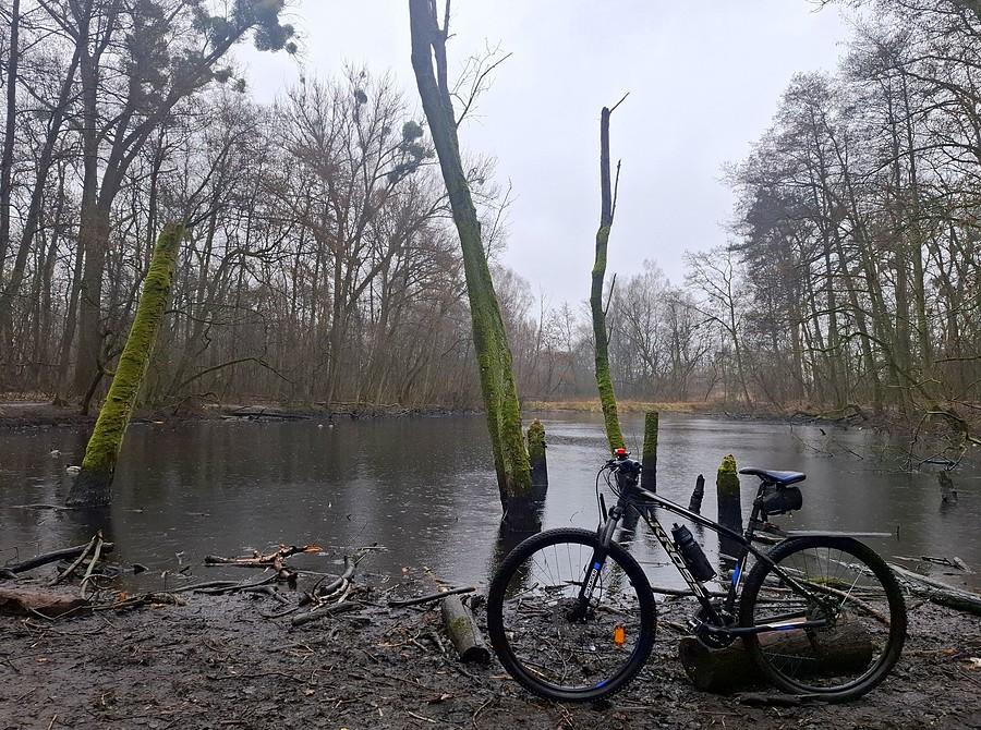 Rowerówka żurawińcowa