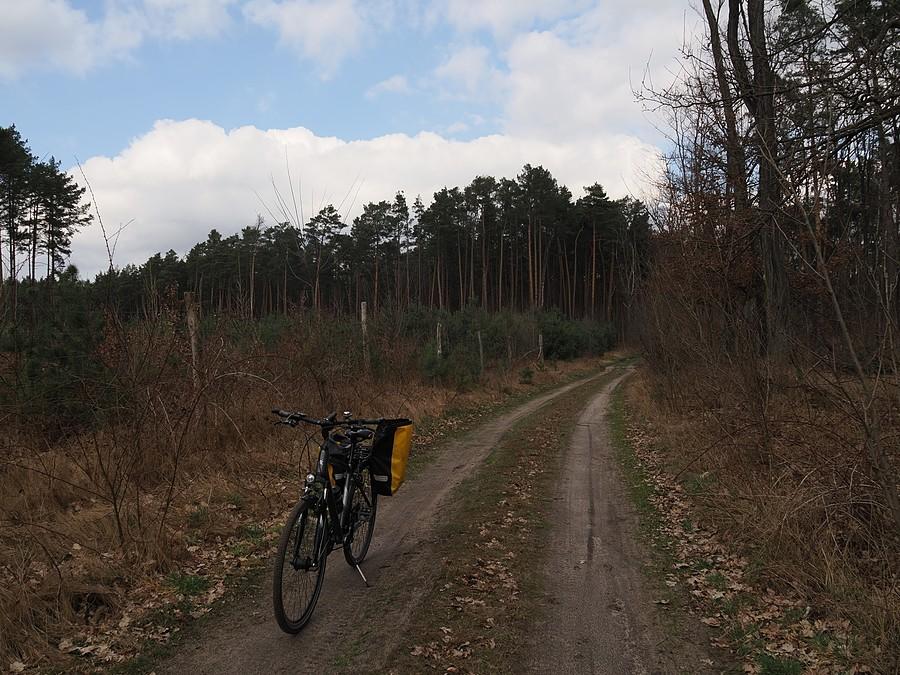 Leśne okolice Gajca