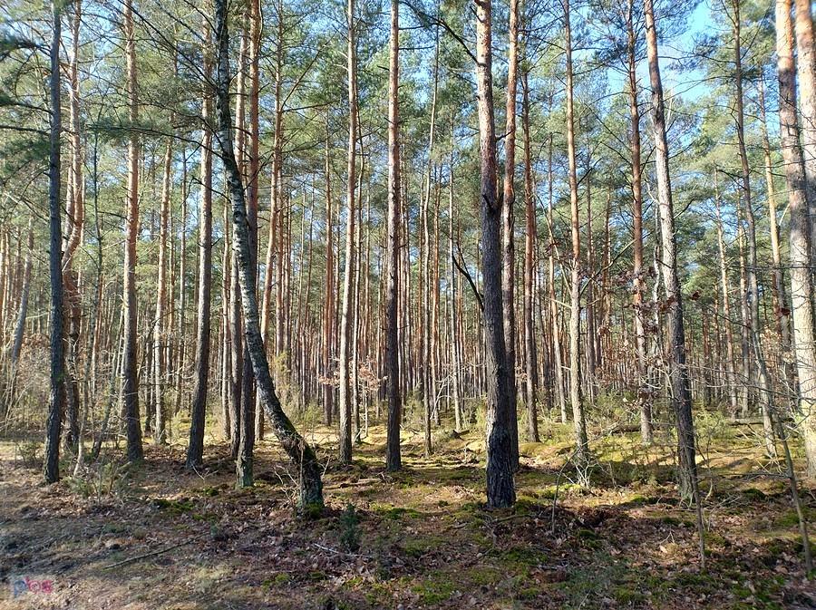 Puszcza Kampinoska