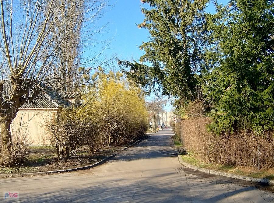 Kwitnące forsycje na osiedlu Przyjaźń