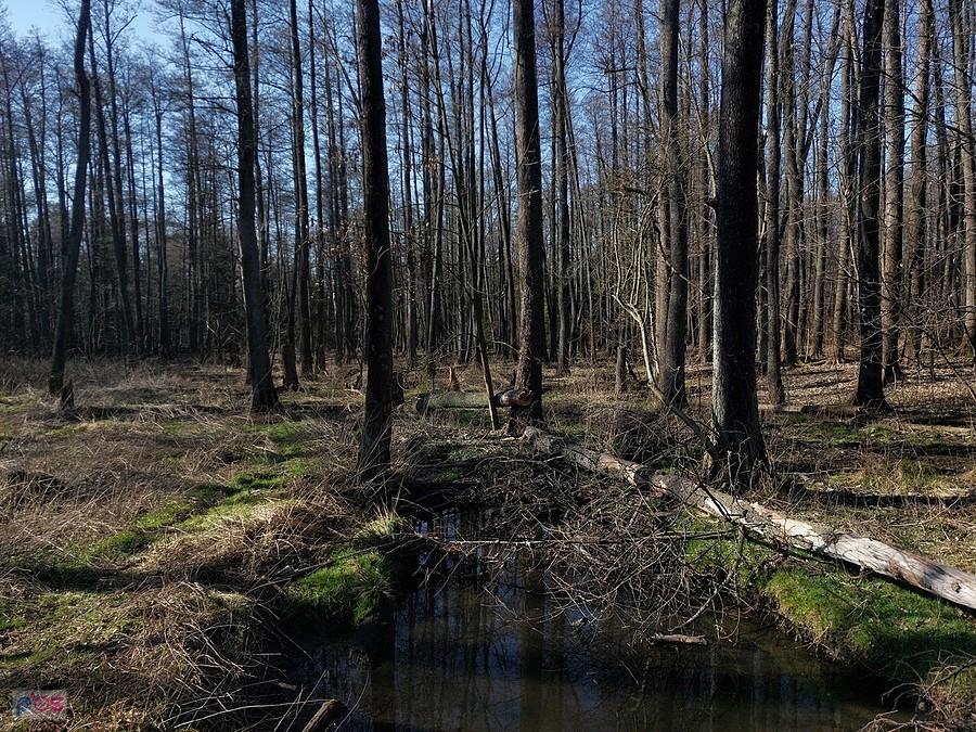 Las Okręglik