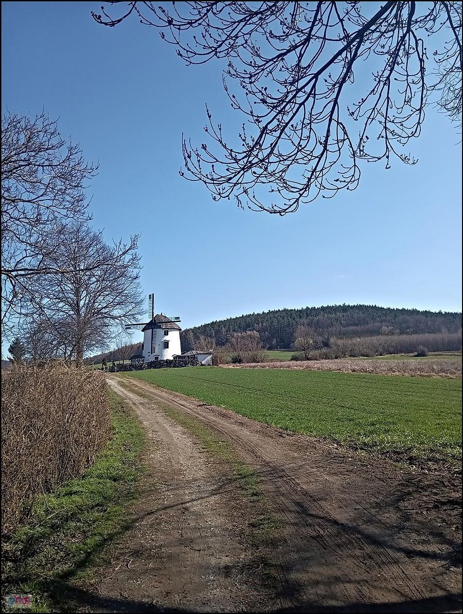 Wiatrak holenderski w Gogołowie