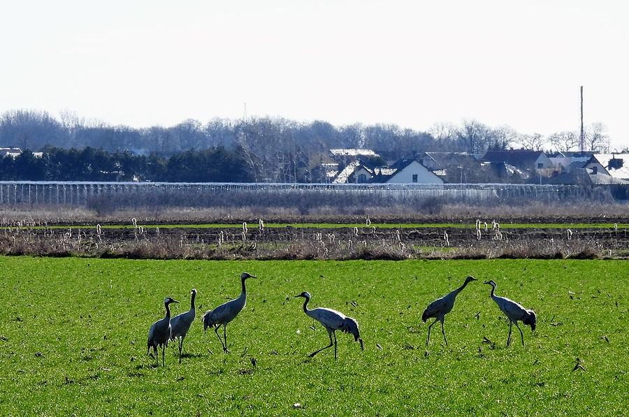 Stadko żurawi