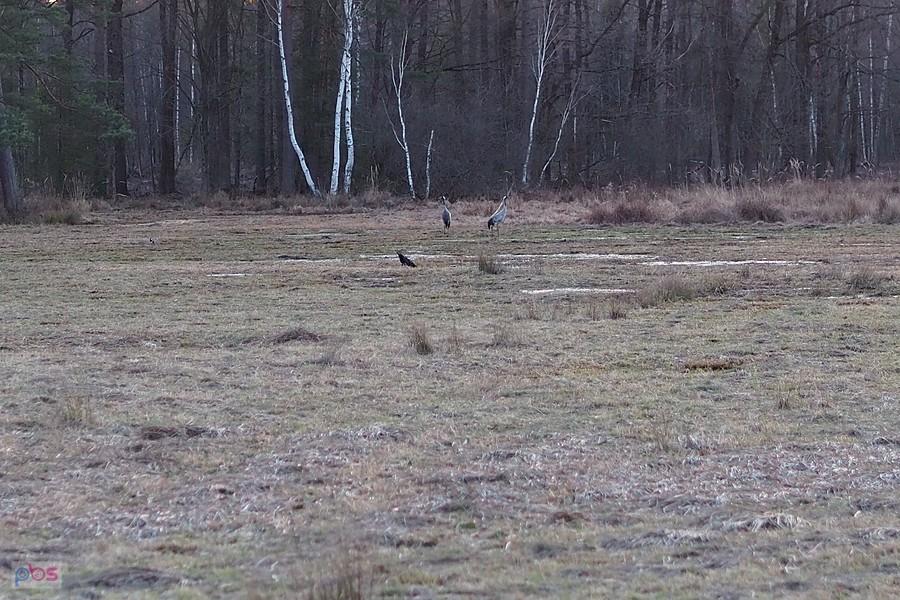 zurawie w Puszczy Sandomierskiej