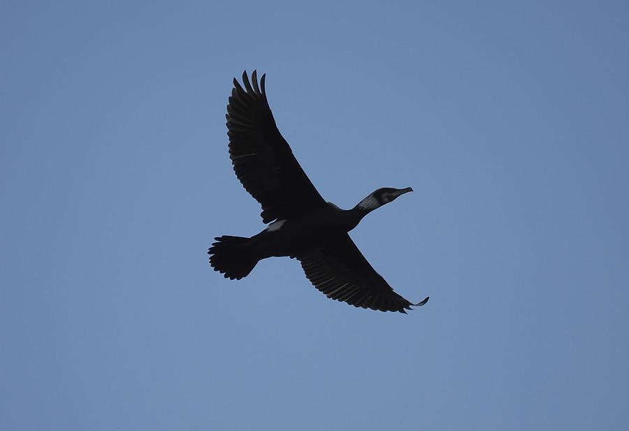 Kormoran