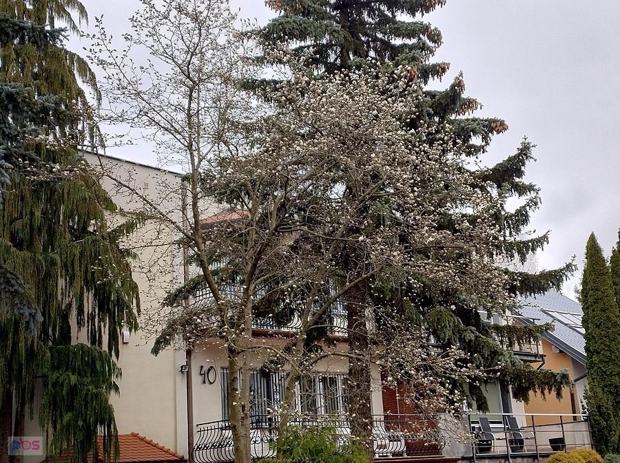 Magnolia w rozwijających się pąkach