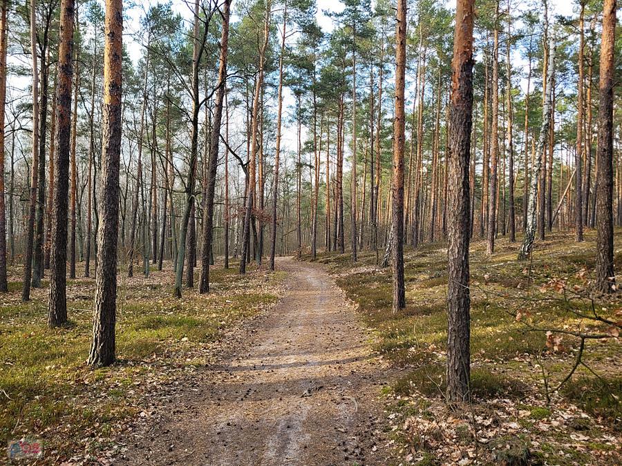Puszcza Słupecka
