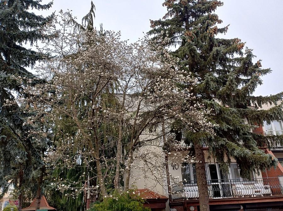 Magnolia już rozkwita