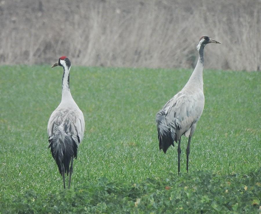 Żurawi duet
