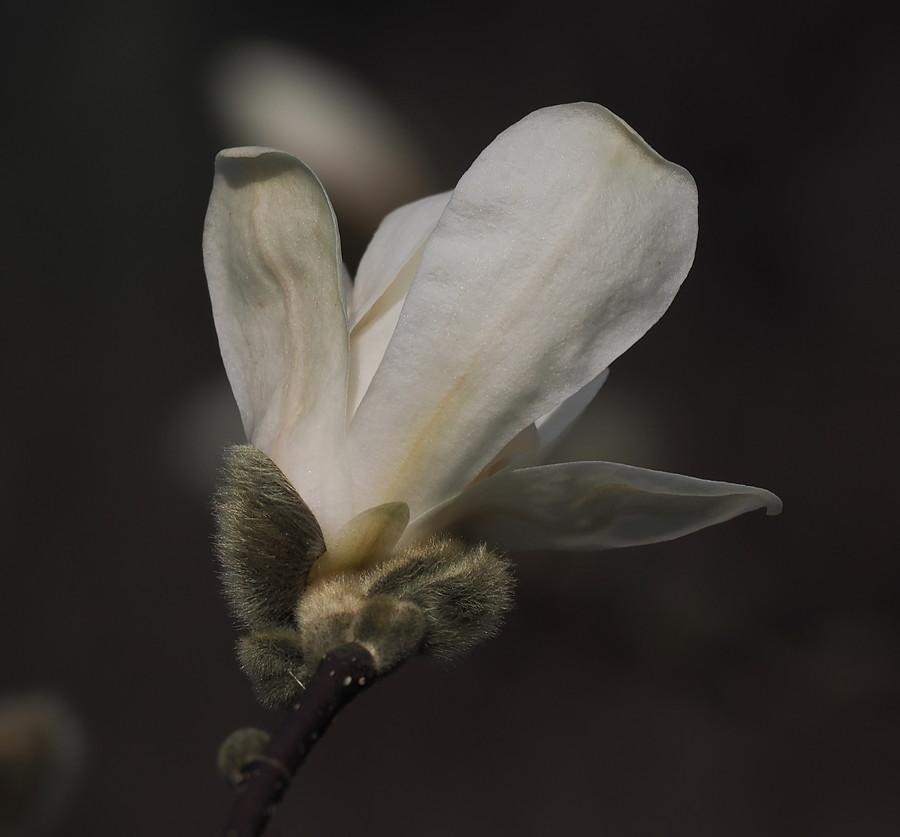 Magnolia