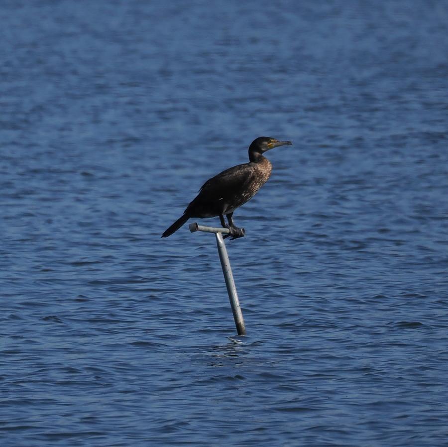 Kormoran na Stawach Ośniańskich