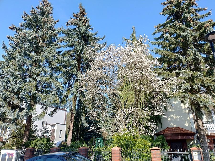 Magnolia w rozkwicie