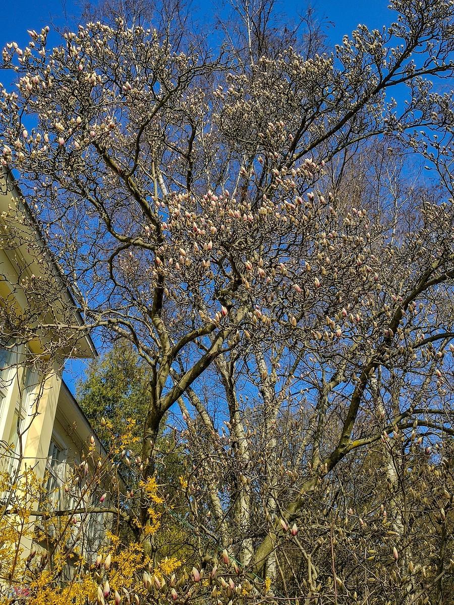 Magnolia w starym kampusie SGGW