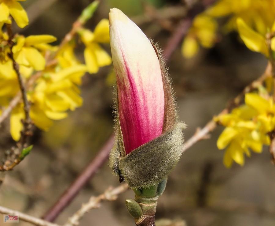 Kwiaty magnolii mają ładne czerwone przebarwienia