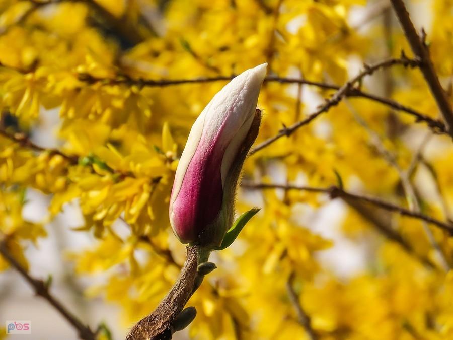 Magnolia i forsycja