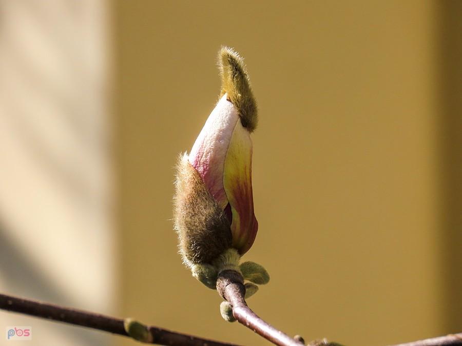 Kwiat magnolii w futrzanej czapeczce