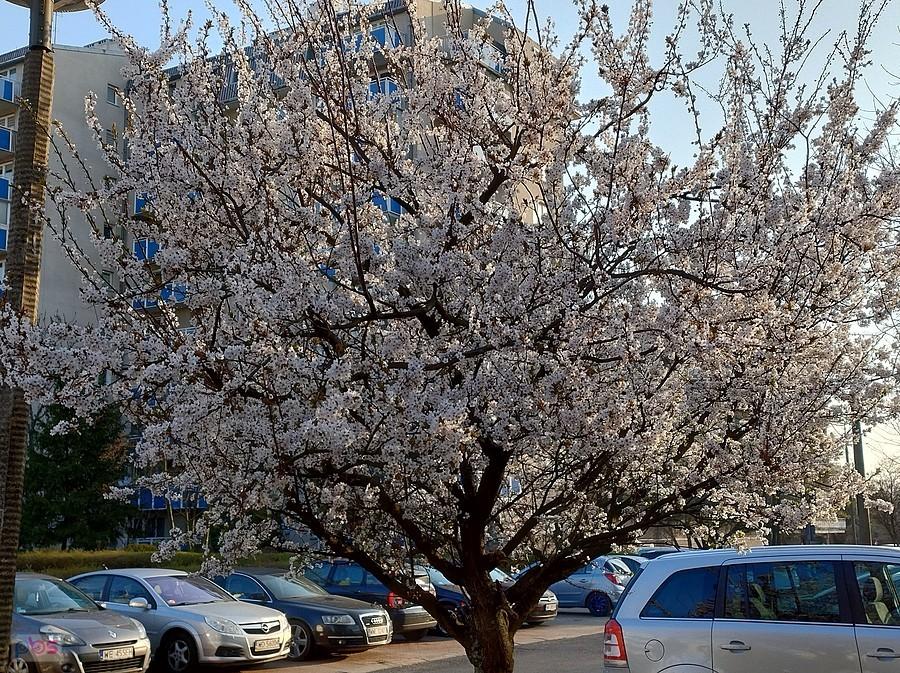 Wiosenne drzewko przed domem