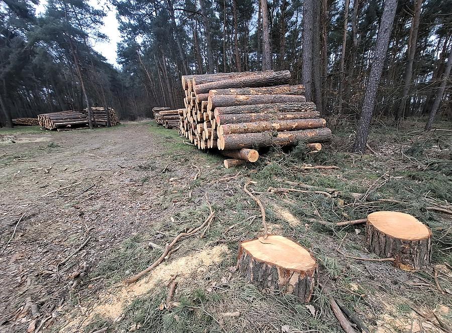 Spoko, zamiast drzew będzie śmieszka