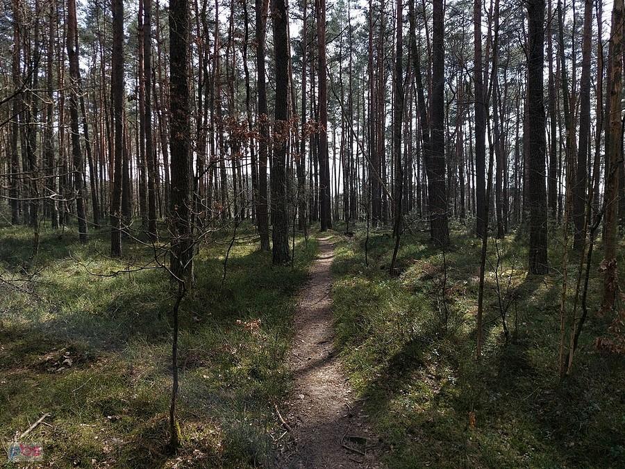 Singletrack w rejonie Baryczy