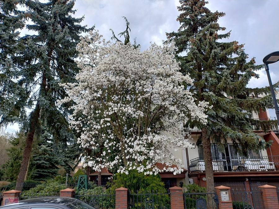 I kwitnąca magnolia na Grotach